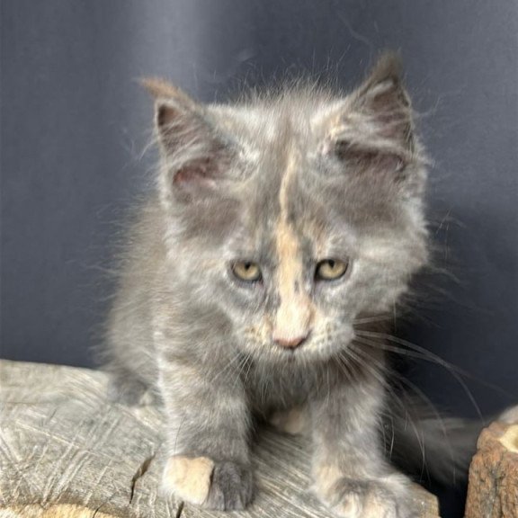 Maine Coon Petunia
