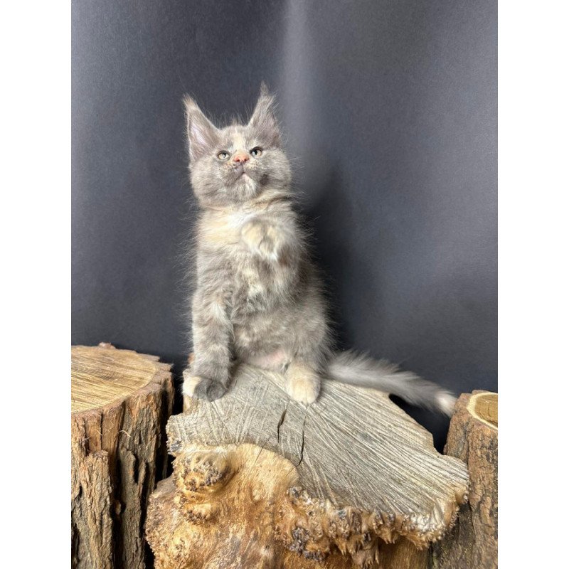 Maine Coon Petunia