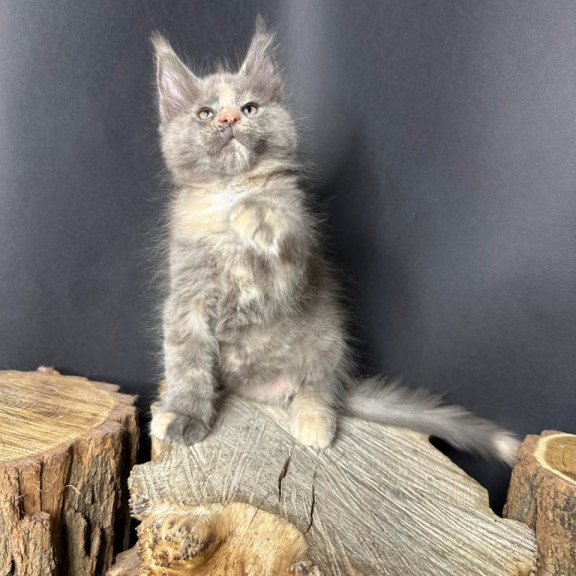 Maine Coon Petunia