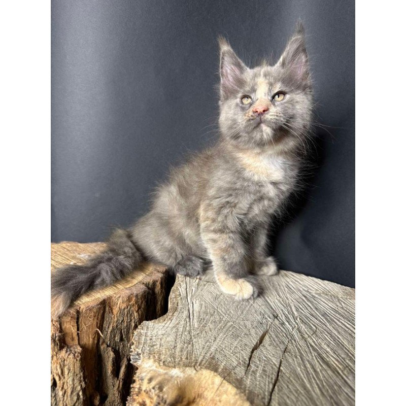 Maine Coon Petunia