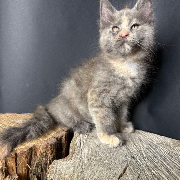 Maine Coon Petunia