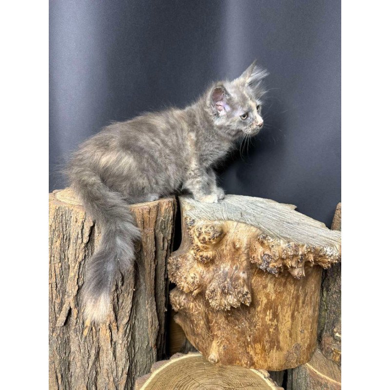 Maine Coon Petunia