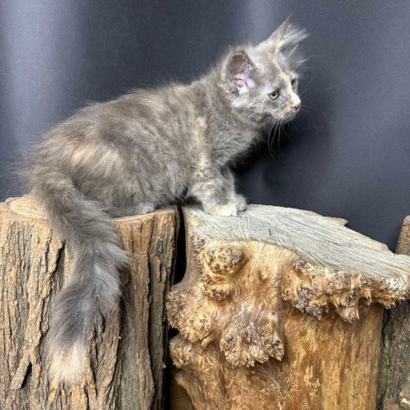 Maine Coon Petunia