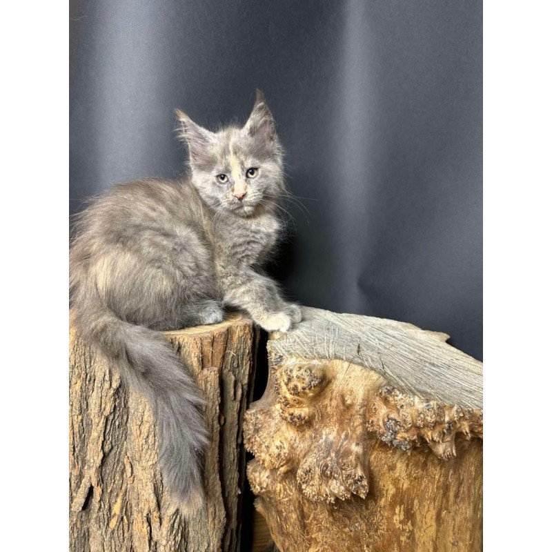 Maine Coon Petunia