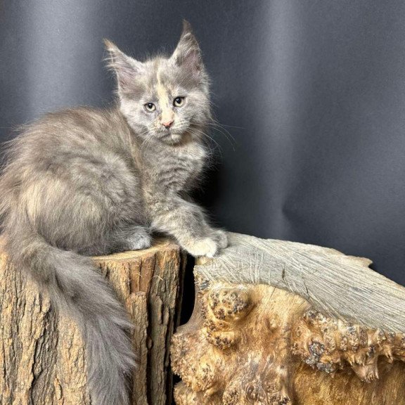 Maine Coon Petunia