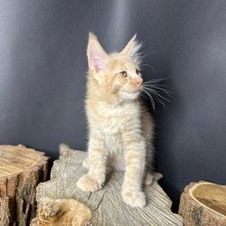 Maine Coon Pluto