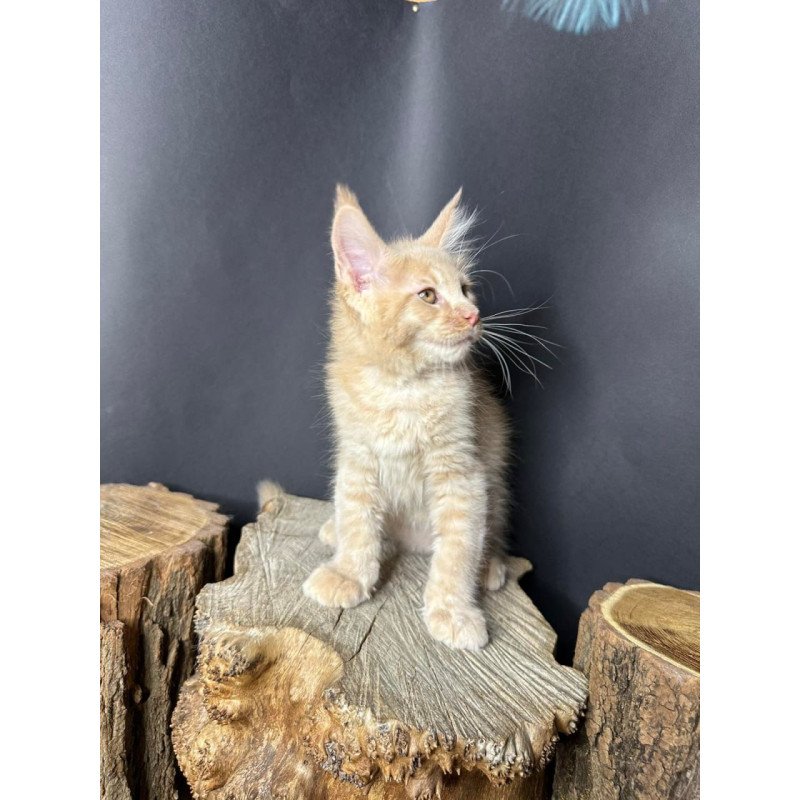 Maine Coon Pluto