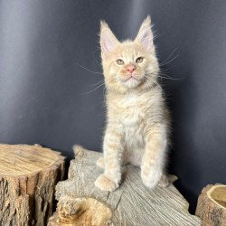 Maine Coon Pluto