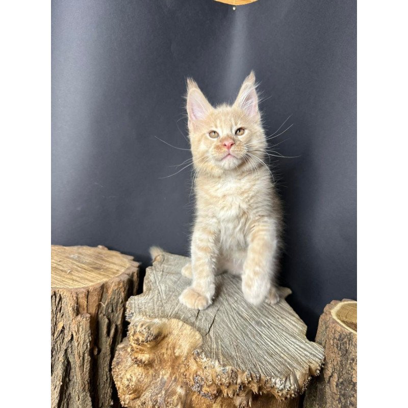 Maine Coon Pluto