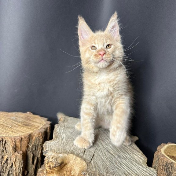 Maine Coon Pluto