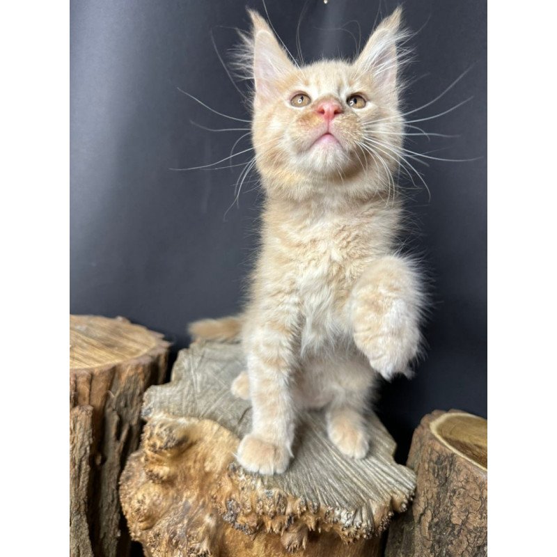 Maine Coon Pluto