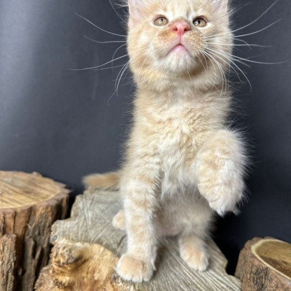 Maine Coon Pluto