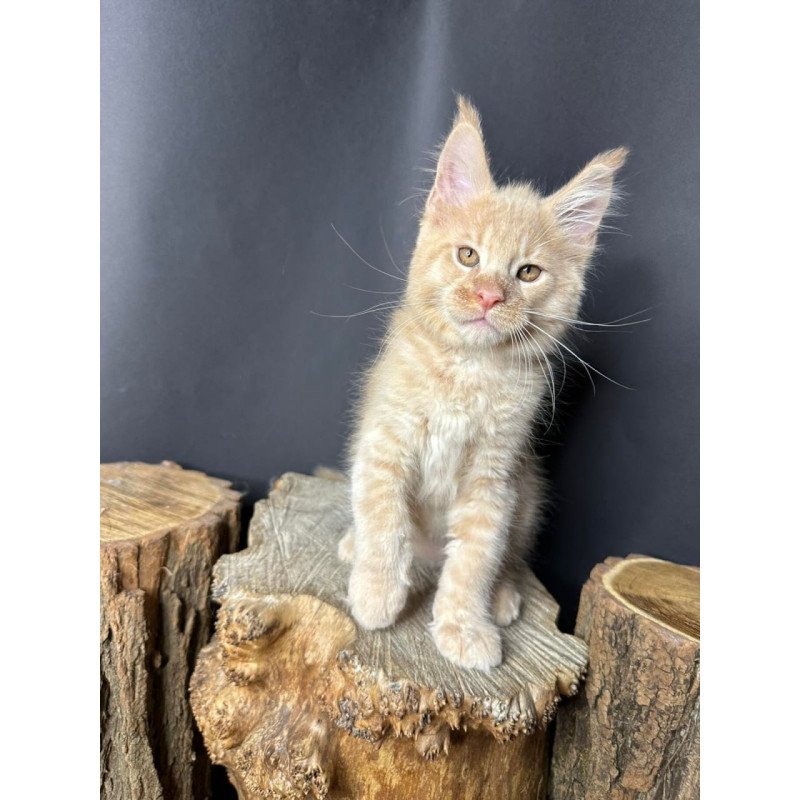 Maine Coon Pluto
