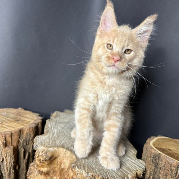 Maine Coon Pluto