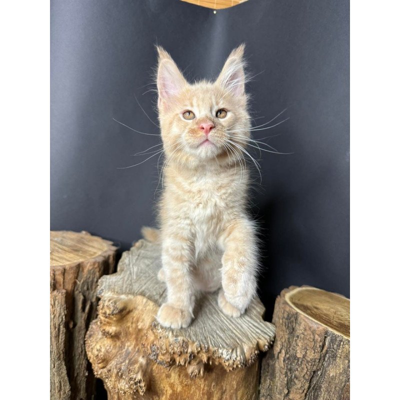 Maine Coon Pluto