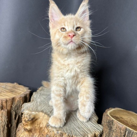 Maine Coon Pluto