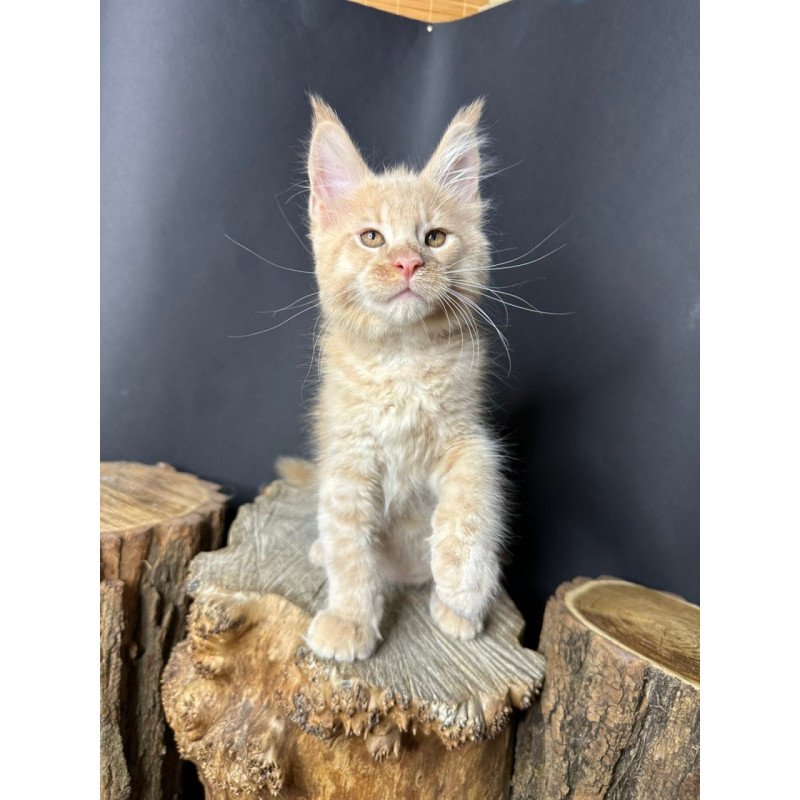 Maine Coon Pluto