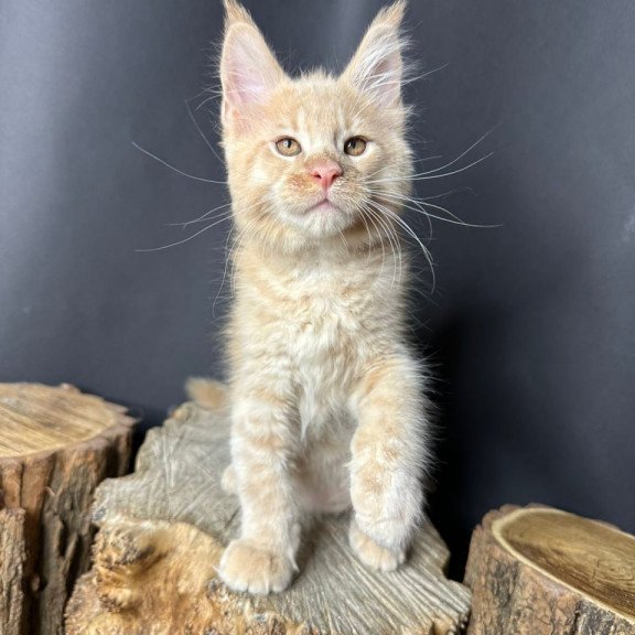Maine Coon Pluto