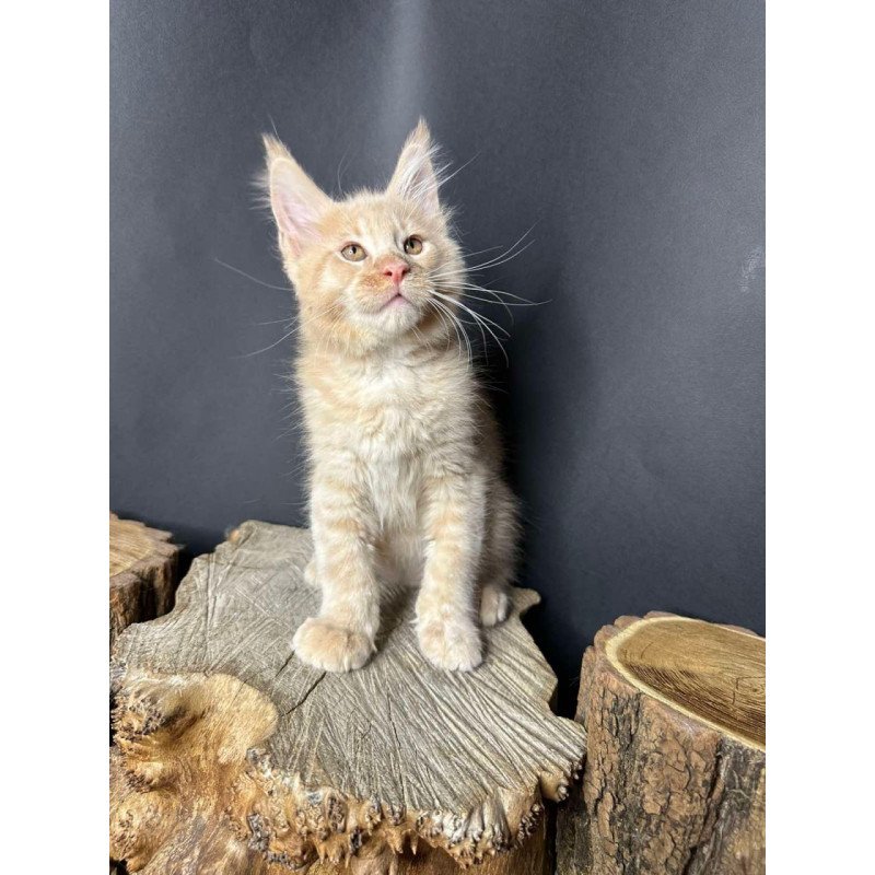 Maine Coon Pluto