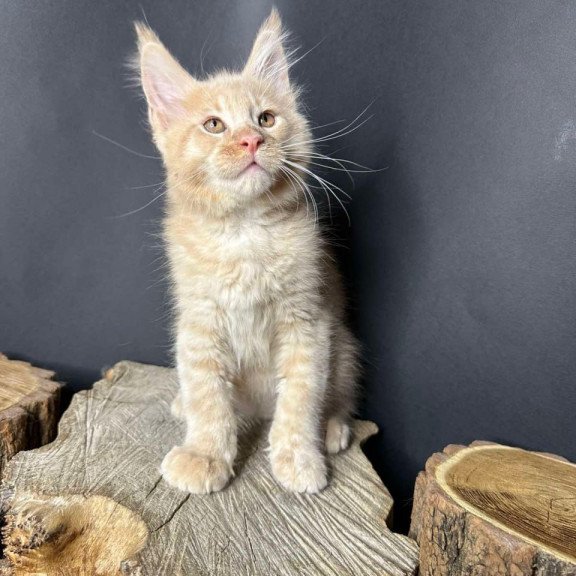 Maine Coon Pluto