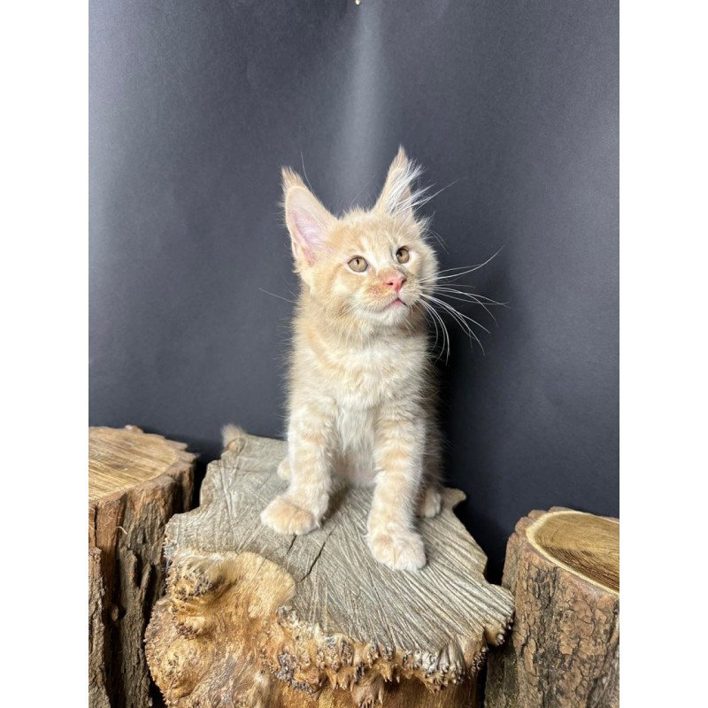 Maine Coon Pluto
