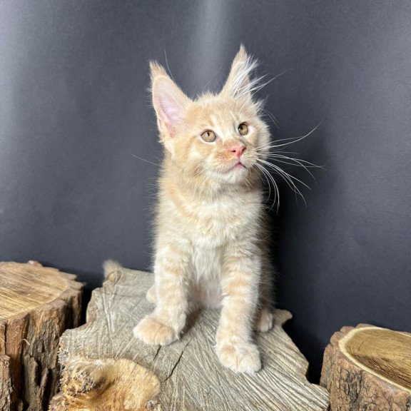 Maine Coon Pluto