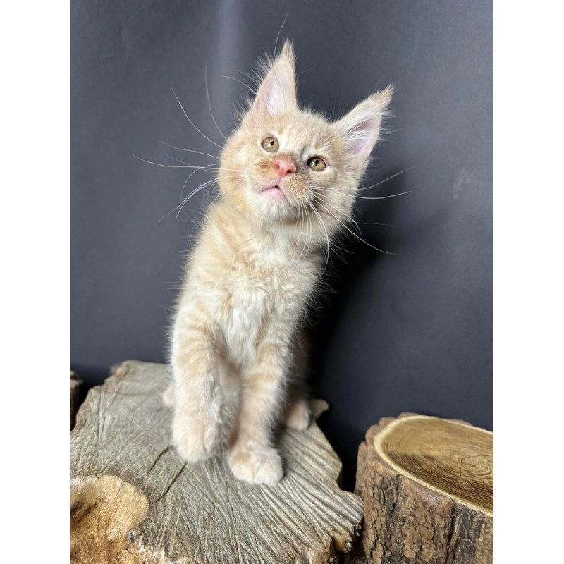 Maine Coon Pluto