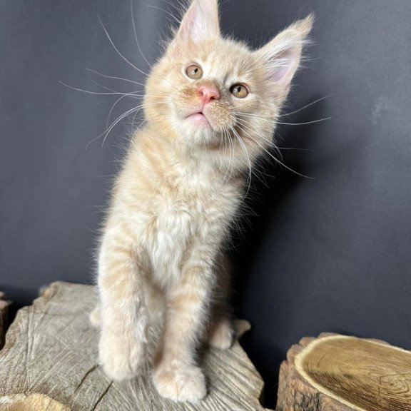 Maine Coon Pluto