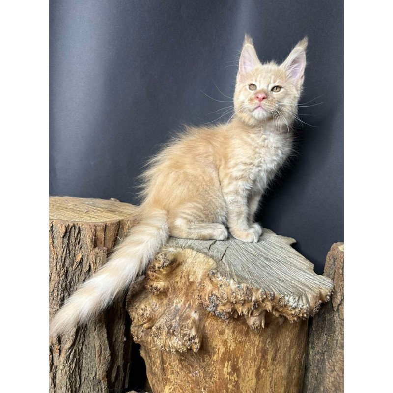 Maine Coon Pluto