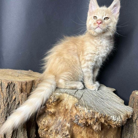 Maine Coon Pluto