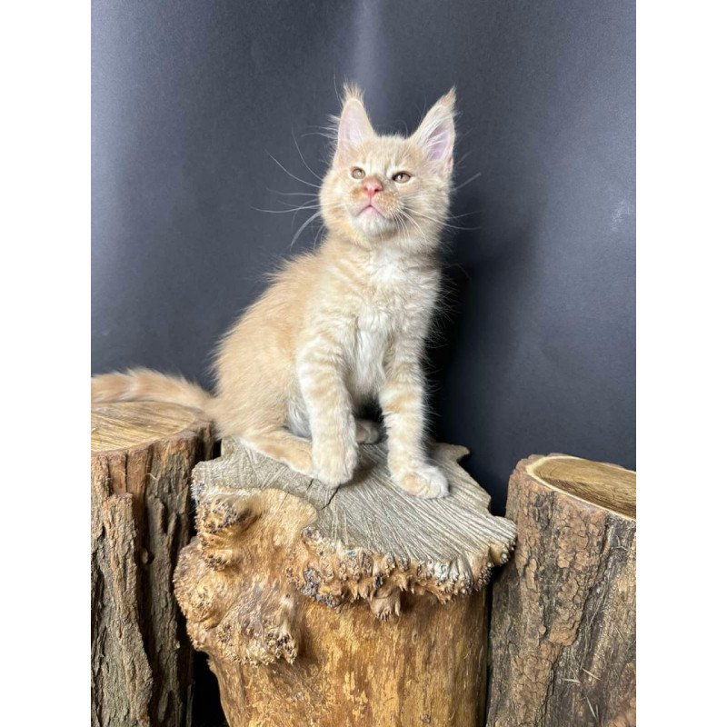 Maine Coon Pluto