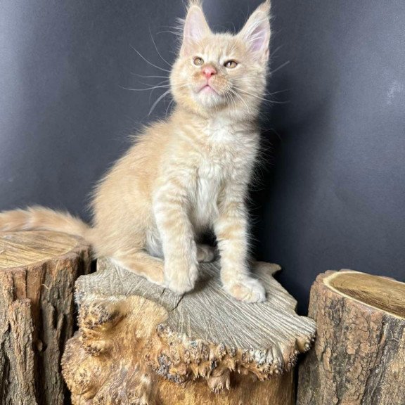 Maine Coon Pluto