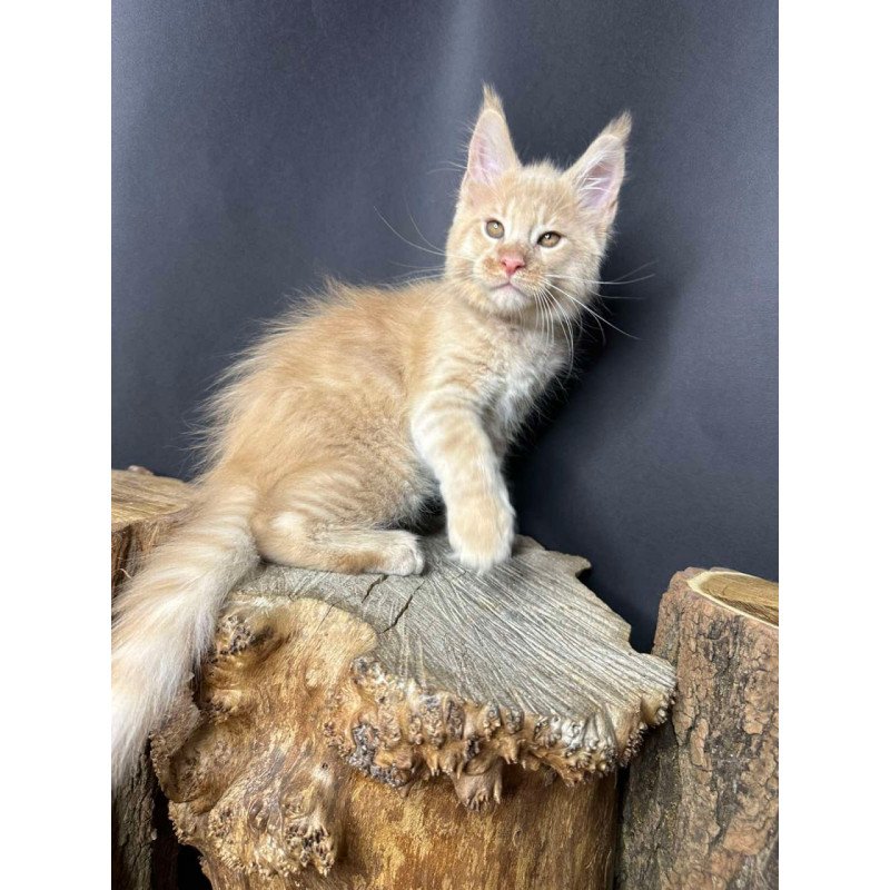 Maine Coon Pluto