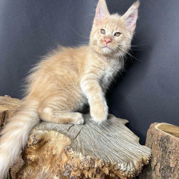 Maine Coon Pluto