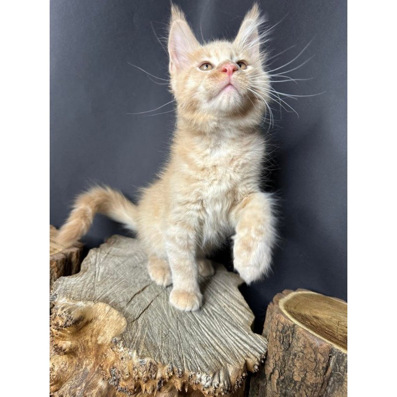 Maine Coon Pluto