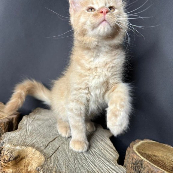 Maine Coon Pluto