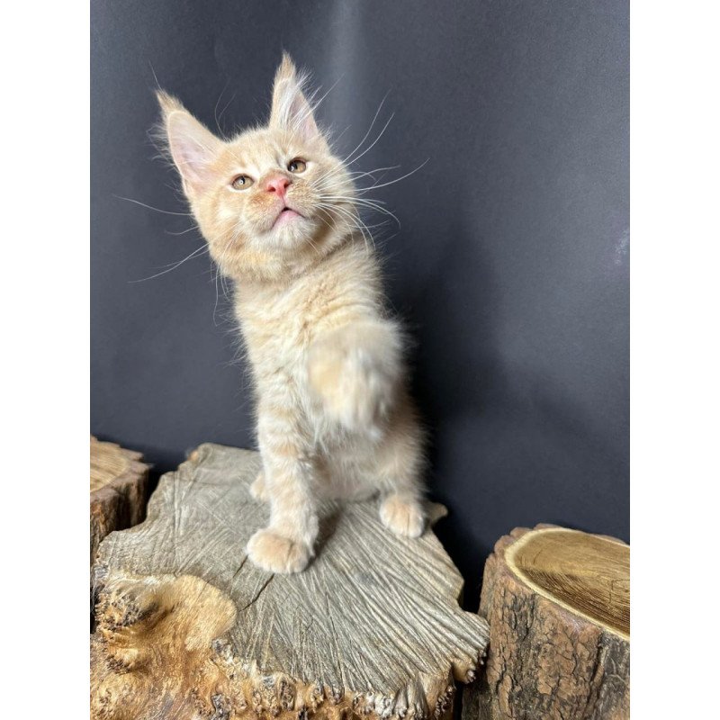 Maine Coon Pluto