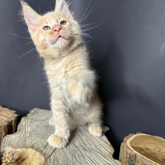 Maine Coon Pluto