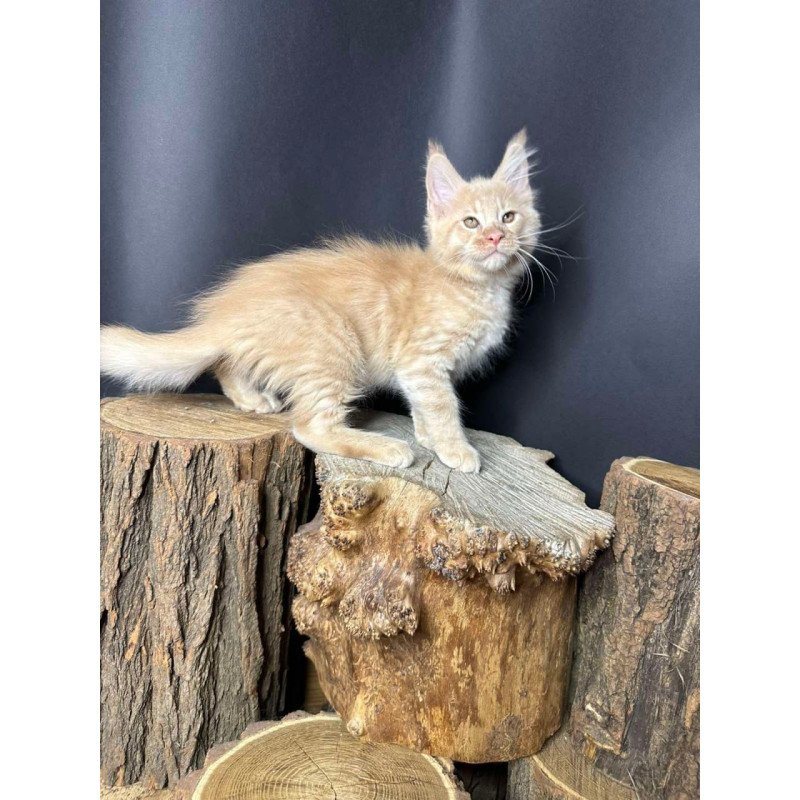 Maine Coon Pluto