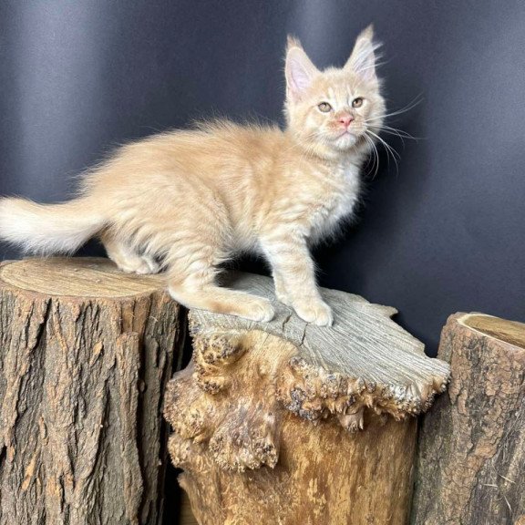 Maine Coon Pluto