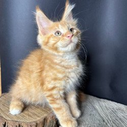 Maine Coon Pixel