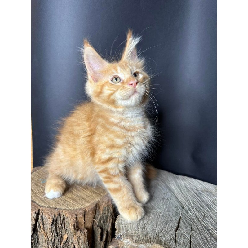 Maine Coon Pixel