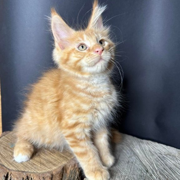 Maine Coon Pixel