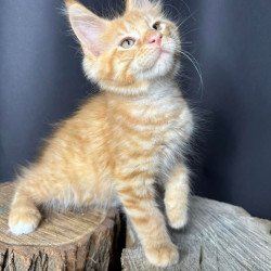 Maine Coon Pixel