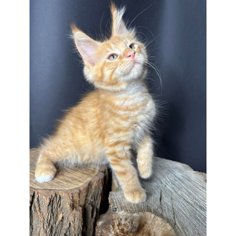 Maine Coon Pixel