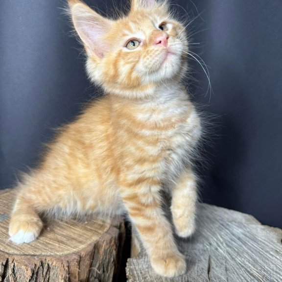 Maine Coon Pixel