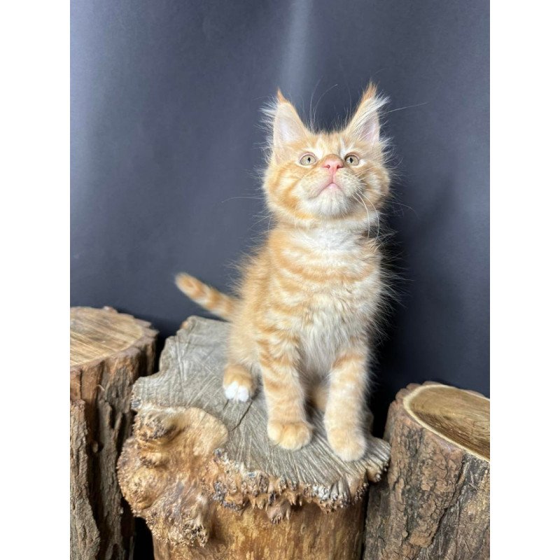 Maine Coon Pixel