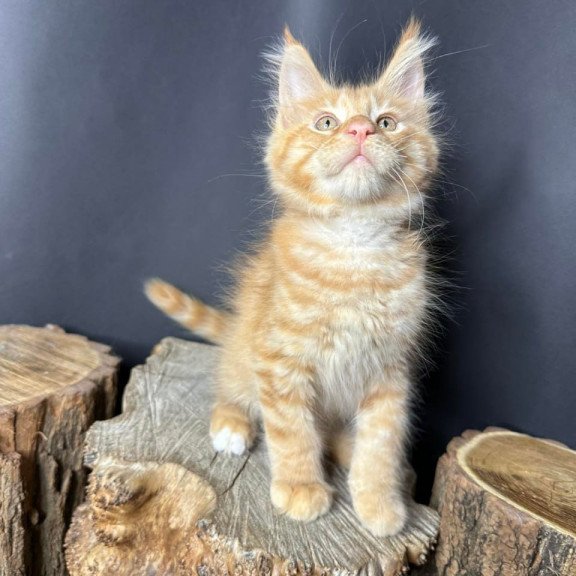 Maine Coon Pixel