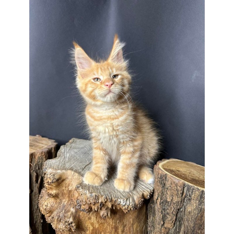 Maine Coon Pixel
