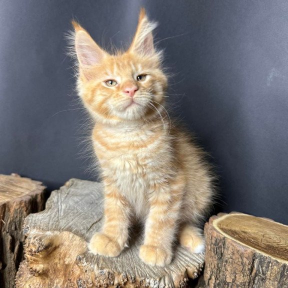 Maine Coon Pixel